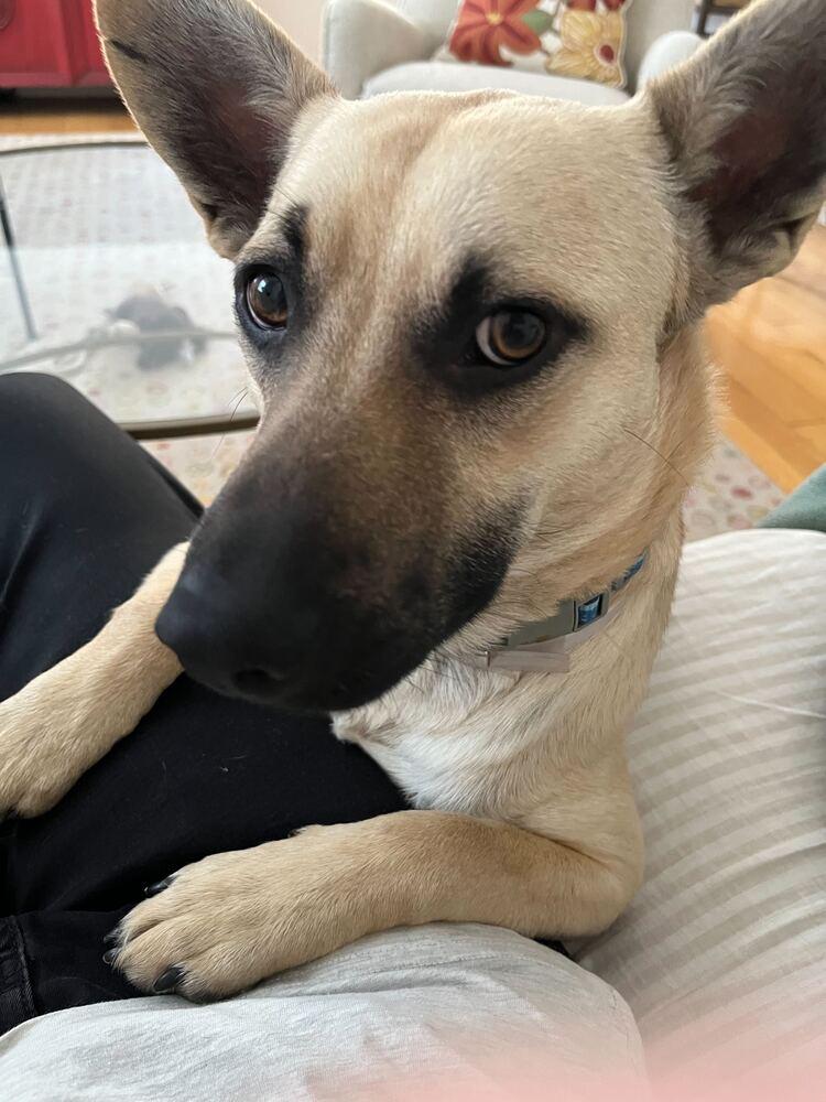 Irwin, Adoptable, Young Male Corgi & Beagle.