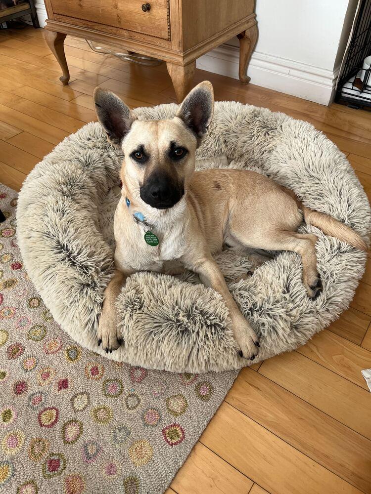 Irwin, a Adoptable mixed breed in Manhattan, NY image 2/4