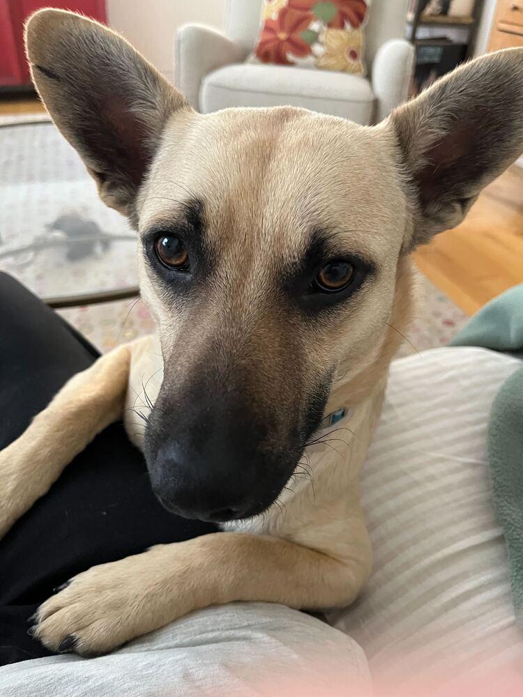 Irwin, a Adoptable mixed breed in Manhattan, NY image 3/4