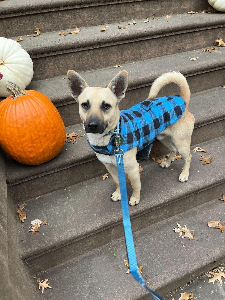 Irwin, a Adoptable mixed breed in Manhattan, NY image 4/4