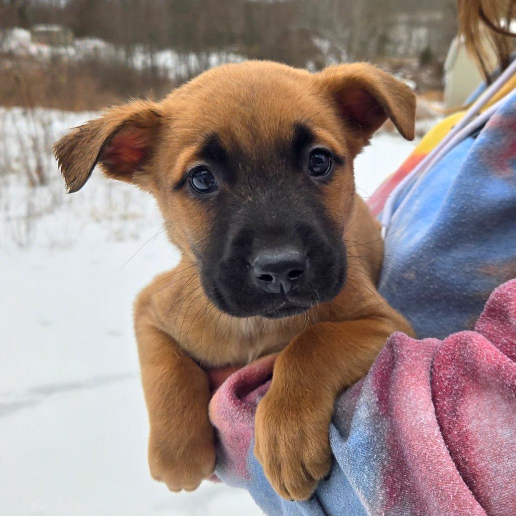 CT Aspen, Adoptable, Puppy Male Shepherd.