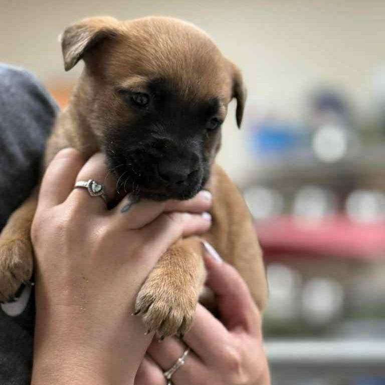 CT Aspen, a Adoptable mixed breed in Eastford, CT image 2/3