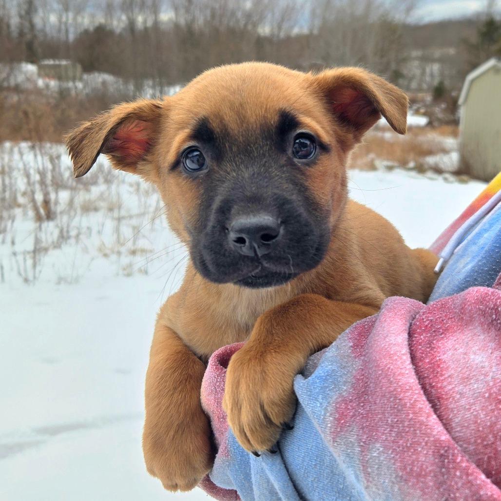 CT Aspen, a Adoptable mixed breed in Eastford, CT image 3/3