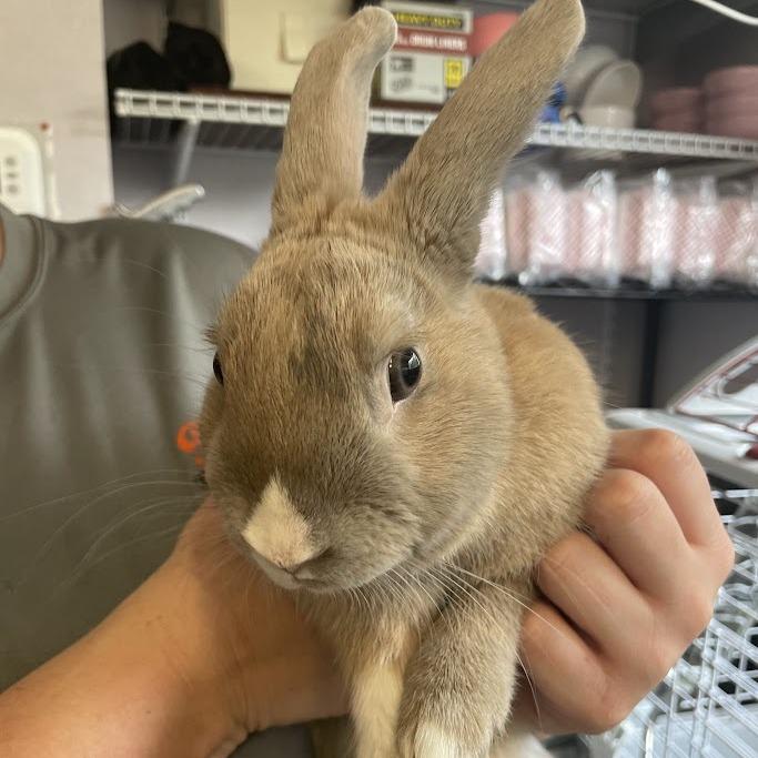 Pierre, Adoptable, Young Male Rex.