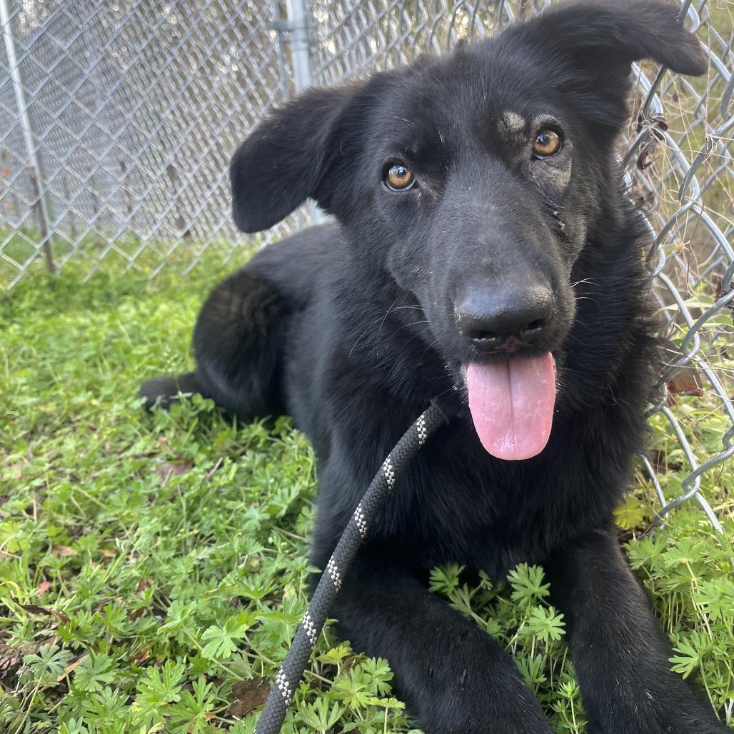 Carebear, Adoptable, Young Female Mixed Breed.