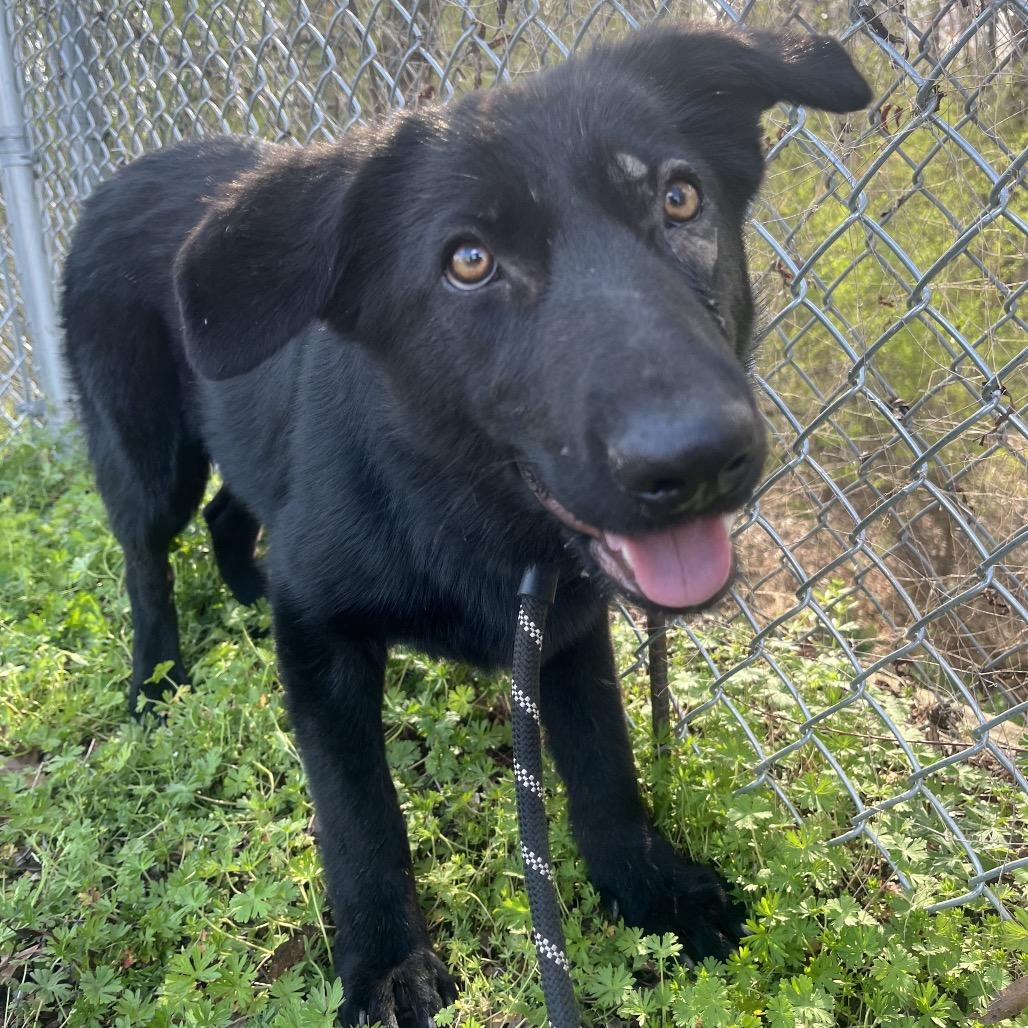 Enlarge Carebear, a Adoptable Mixed Breed in Columbiana, AL image 2/2