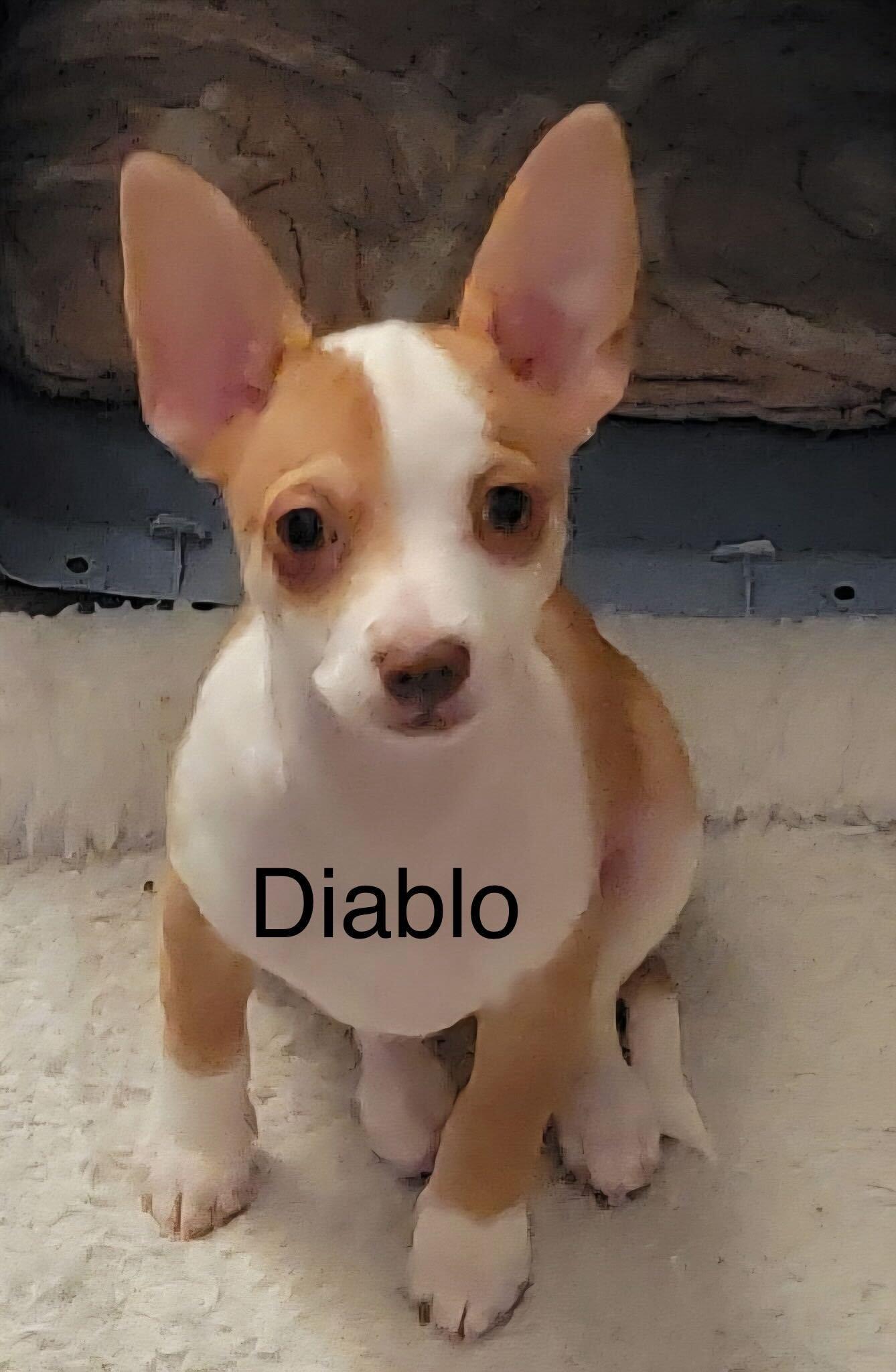 Diablo Jul 25 - A Gigi Pup, Adoptable, Puppy Male Chihuahua.