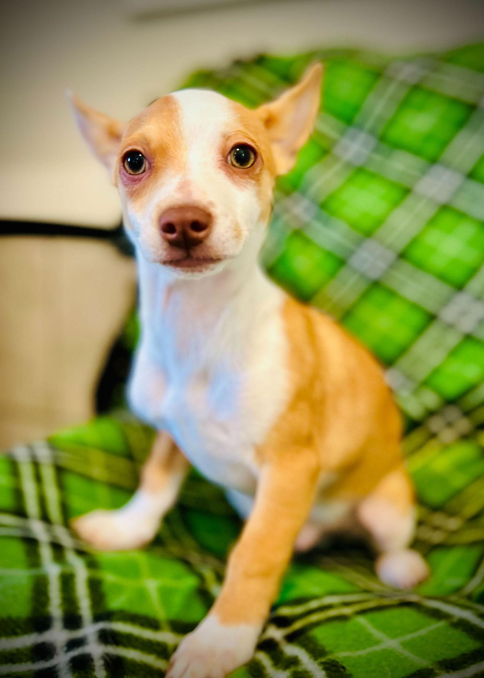 Diablo Jul 25 - A Gigi Pup, a Adoptable Chihuahua in Pacolet, SC image 1/3