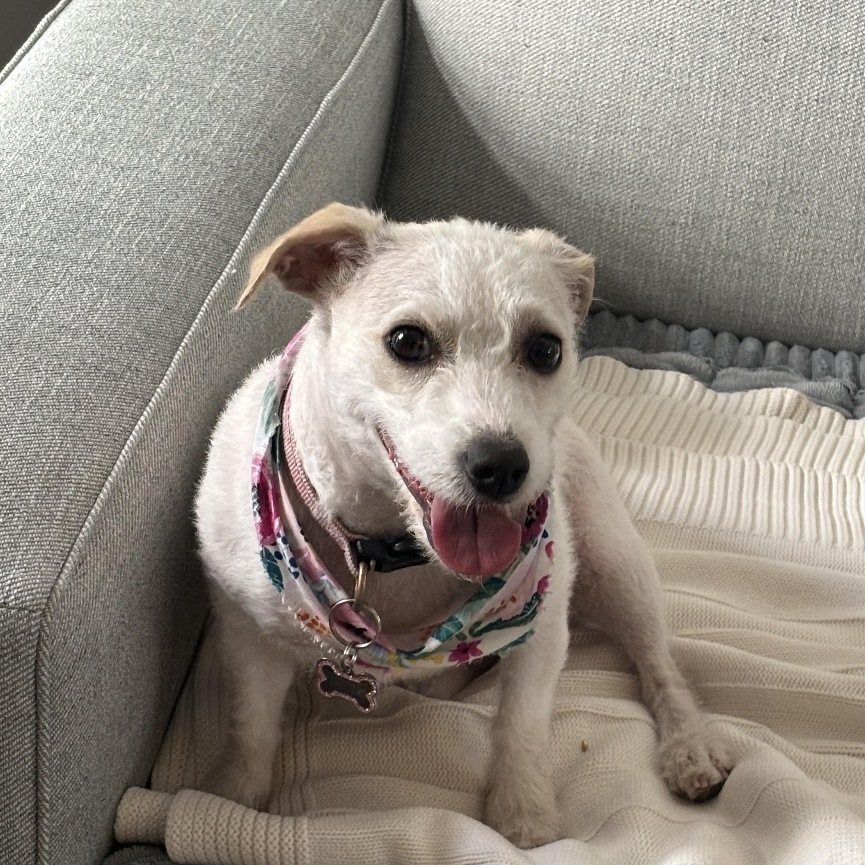 Enlarge Ellie, a Adoptable mixed breed in Concord, NC image 2/4