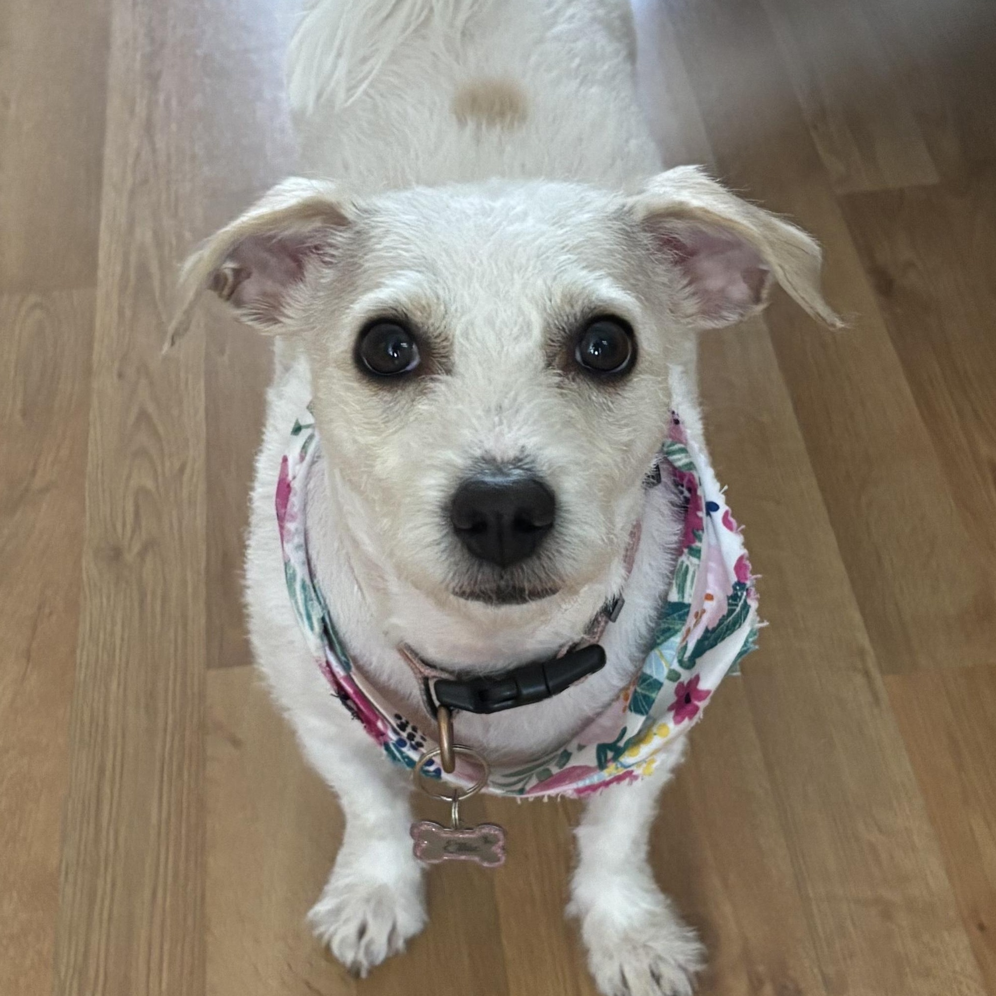 Enlarge Ellie, a Adoptable mixed breed in Concord, NC image 1/4