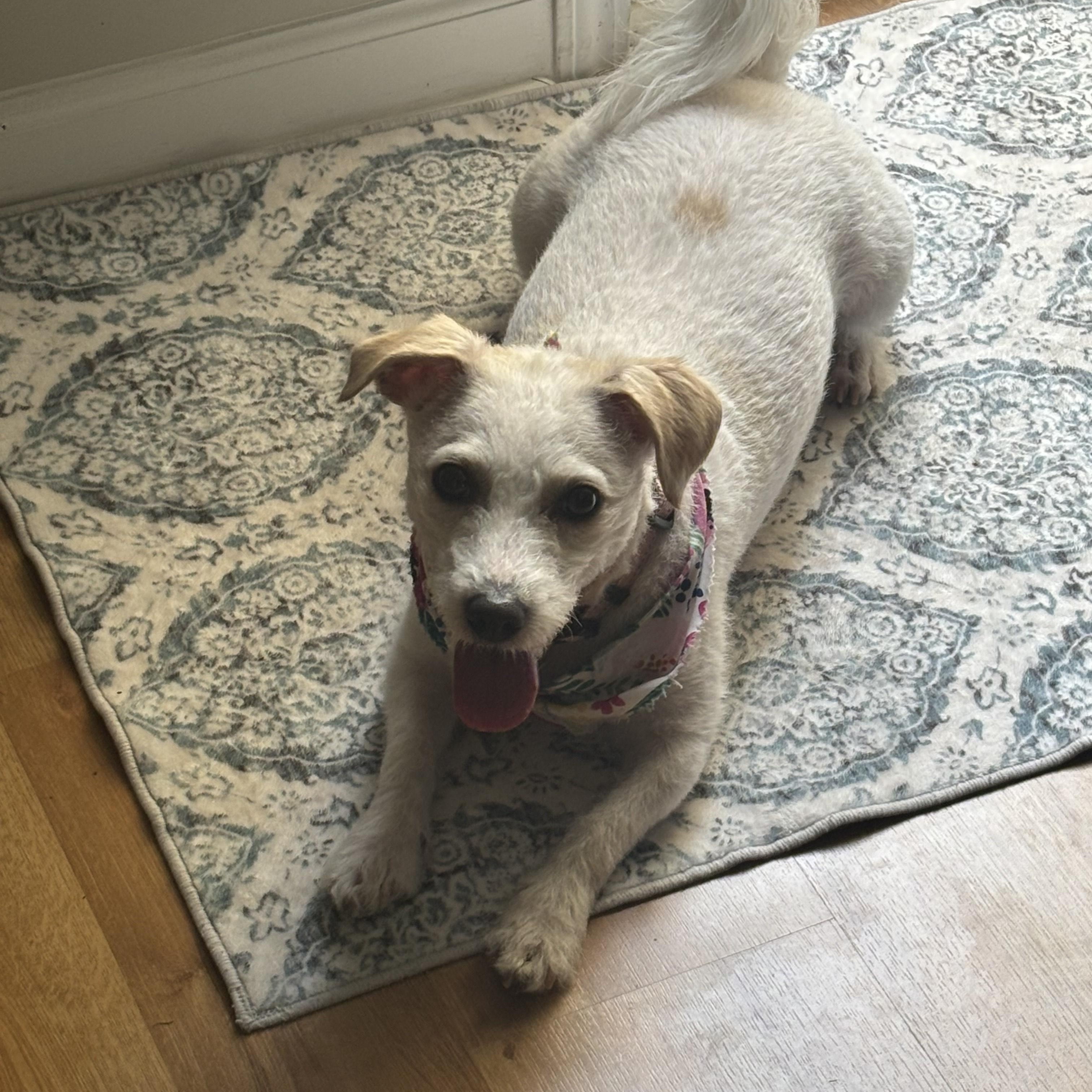 Enlarge Ellie, a Adoptable mixed breed in Concord, NC image 4/4