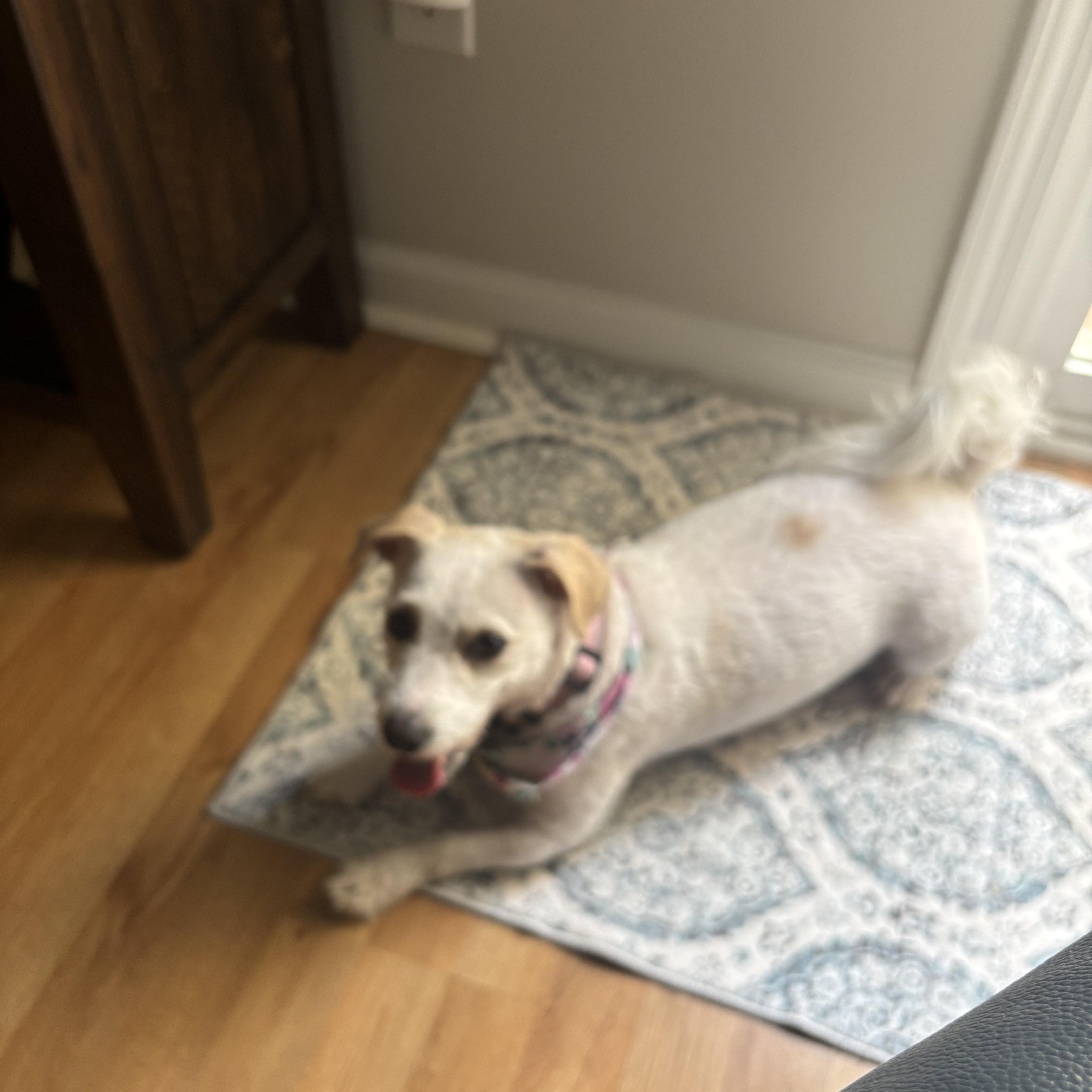 Enlarge Ellie, a Adoptable mixed breed in Concord, NC image 3/4