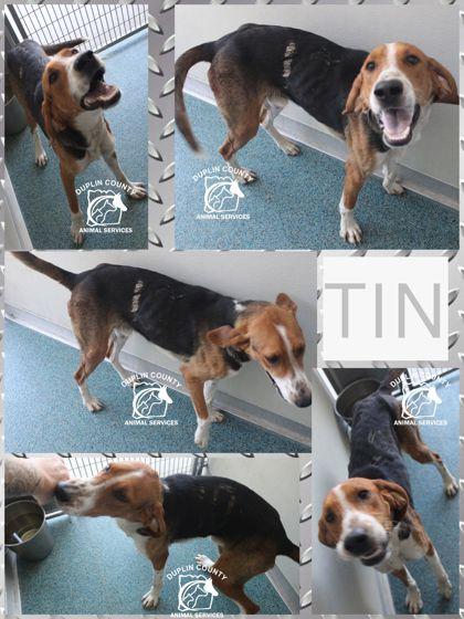 Enlarge TIN, a Adoptable mixed breed in Kenansville, NC image 1/3