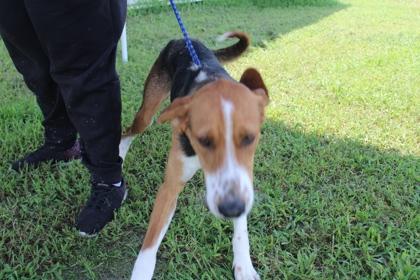 Enlarge TIN, a Adoptable mixed breed in Kenansville, NC image 2/3