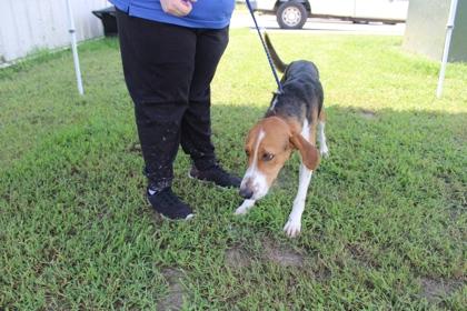 Enlarge TIN, a Adoptable mixed breed in Kenansville, NC image 3/3