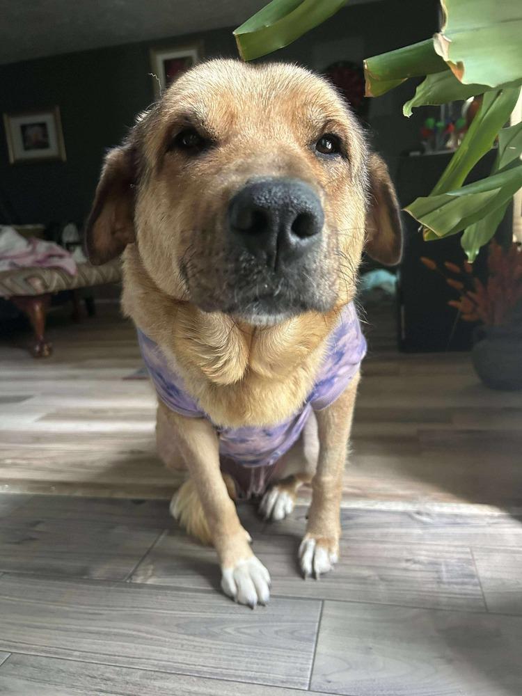 Daisy, Adoptable, Young Female Shepherd.