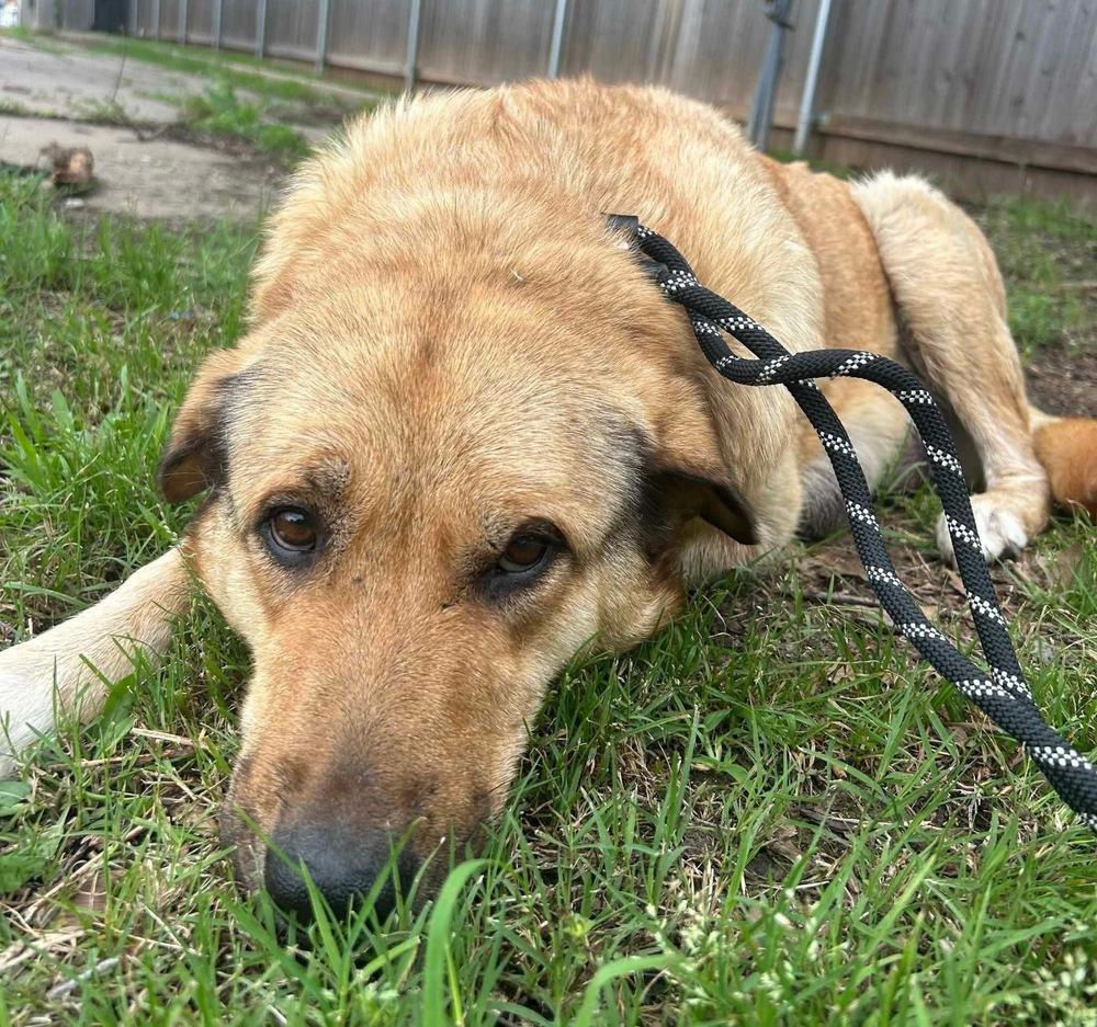 Enlarge Daisy, a Adoptable mixed breed in Shawnee, OK image 2/5