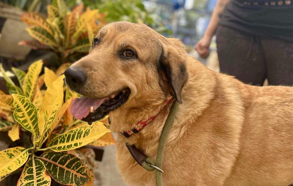 Daisy, Adoptable, Young Female Shepherd.