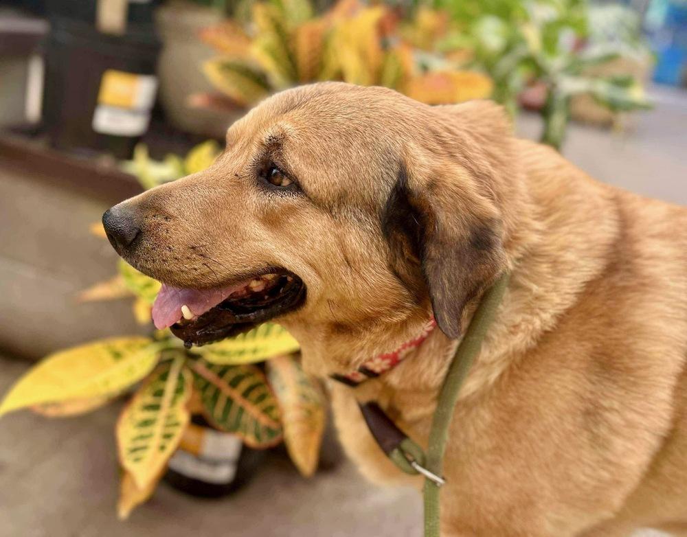 Enlarge Daisy, a Adoptable mixed breed in Shawnee, OK image 3/5