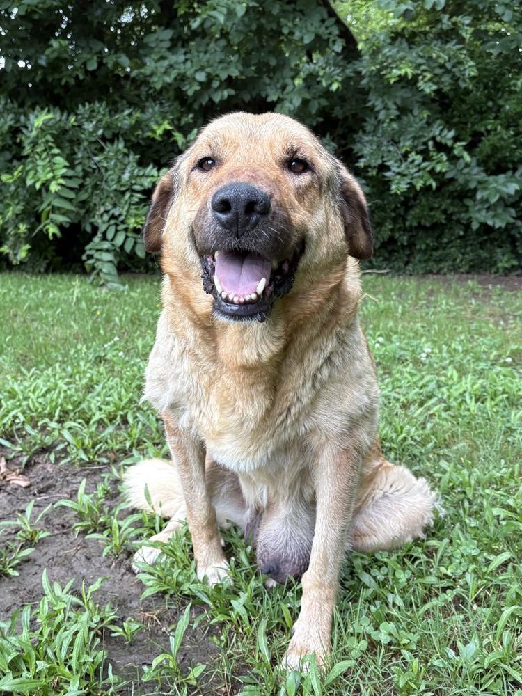 Enlarge Daisy, a Adoptable mixed breed in Shawnee, OK image 4/5