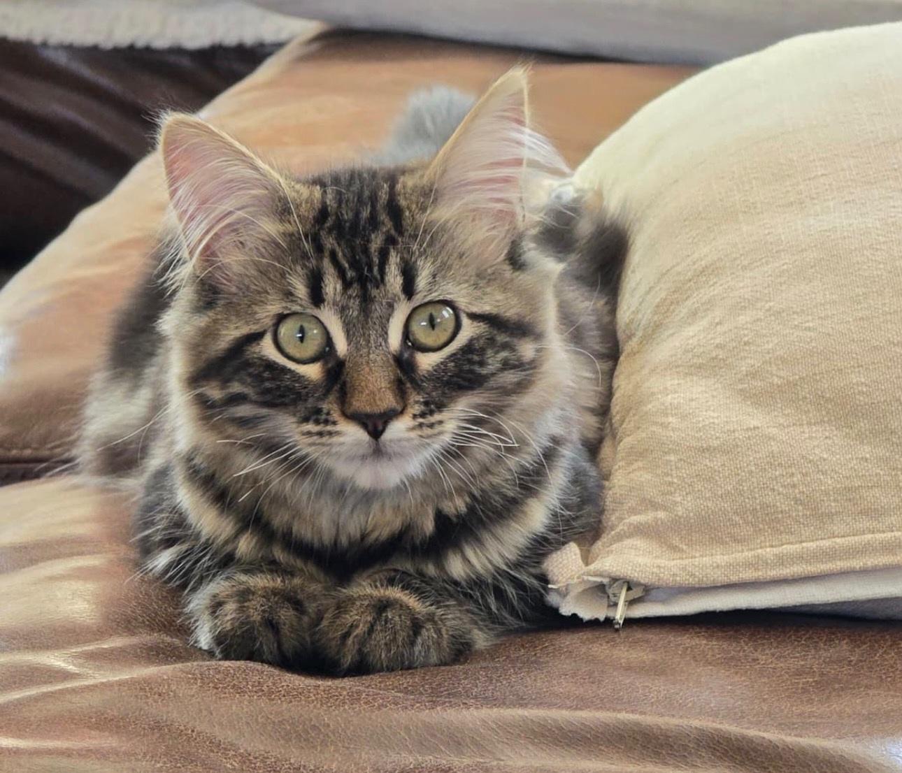 Suki, adopted, Young Female Domestic Long Hair & Siberian.