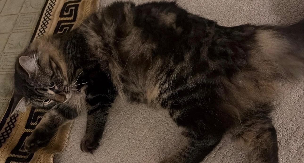 Enlarge Suki, an adopted mixed breed in Pleasanton, CA image 3/4