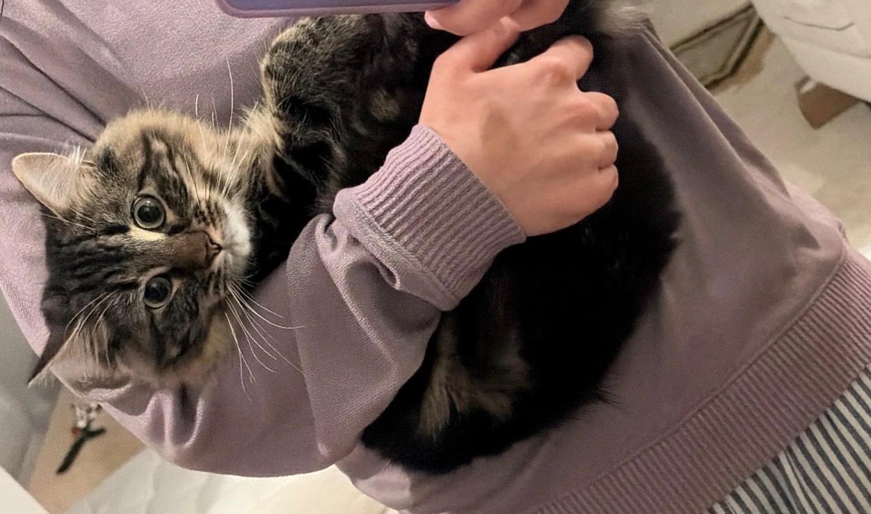 Enlarge Suki, an adopted mixed breed in Pleasanton, CA image 4/4