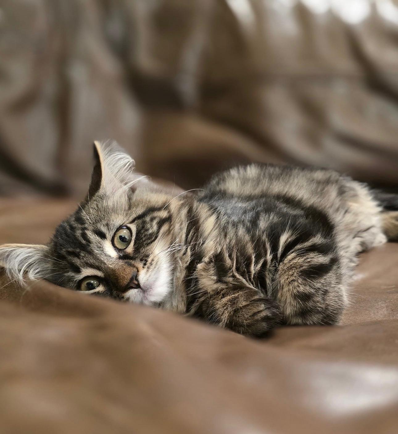 Enlarge Suki, an adopted mixed breed in Pleasanton, CA image 2/4