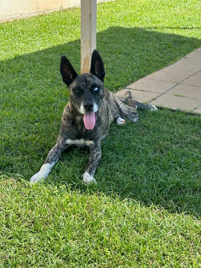 Buddy**, a Adoptable mixed breed in Belton, TX image 1/2