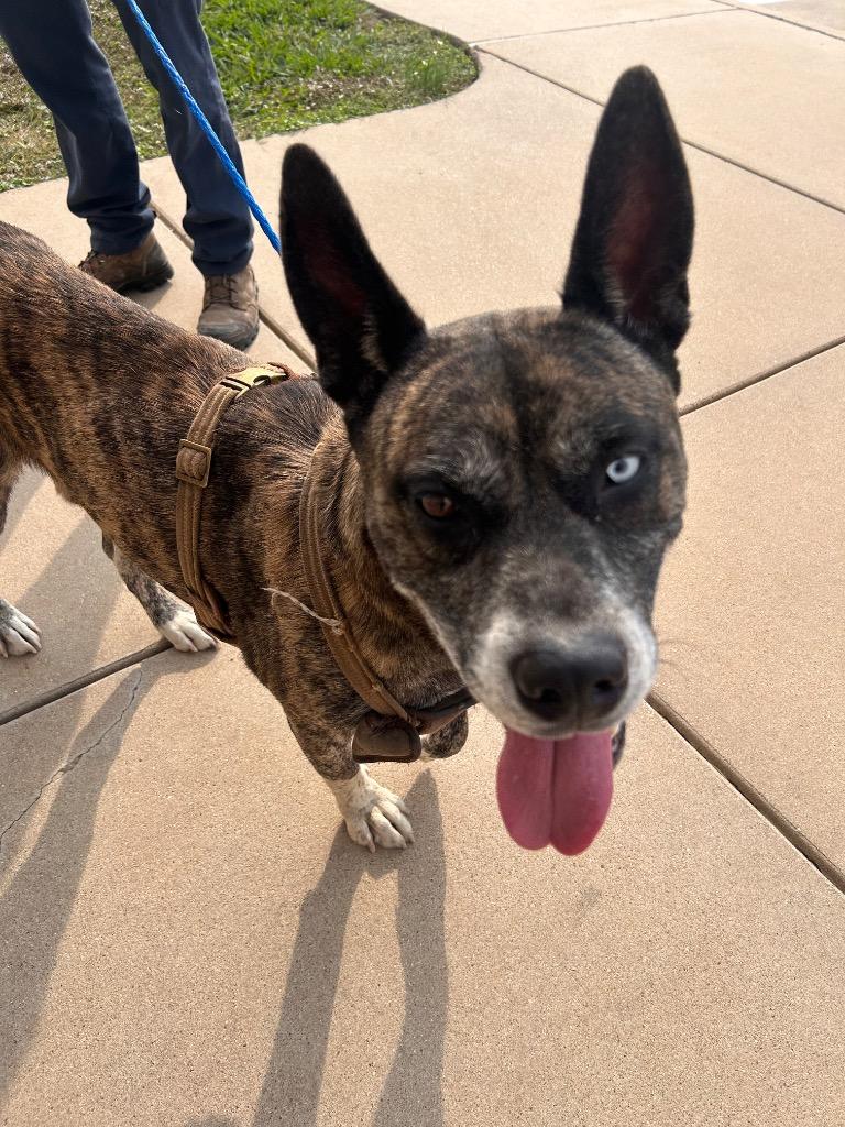 Buddy**, a Adoptable mixed breed in Belton, TX image 2/2