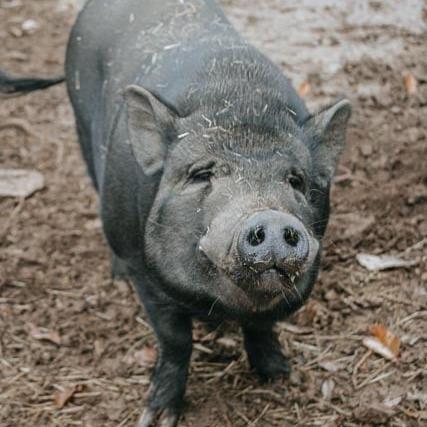 Bobby, Adoptable, Adult Male Pot Bellied.