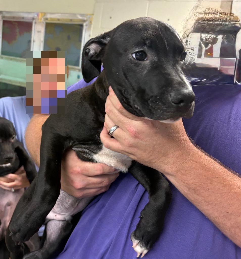 Little Ben, Adoptable, Puppy Male Pit Bull Terrier.