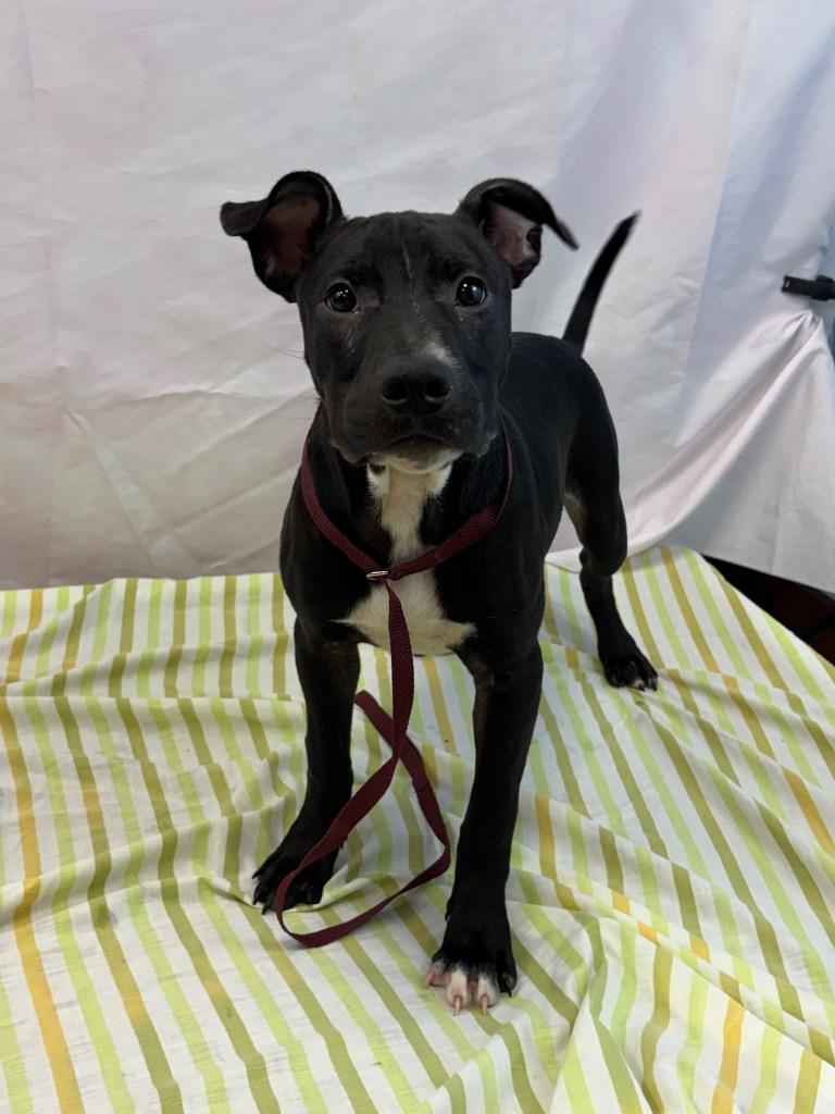 Enlarge Little Ben, a Adoptable Pit Bull Terrier in Nacogdoches, TX image 2/4