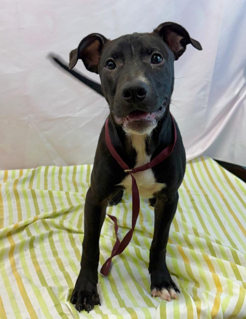 Enlarge Little Ben, a Adoptable Pit Bull Terrier in Nacogdoches, TX image 3/4