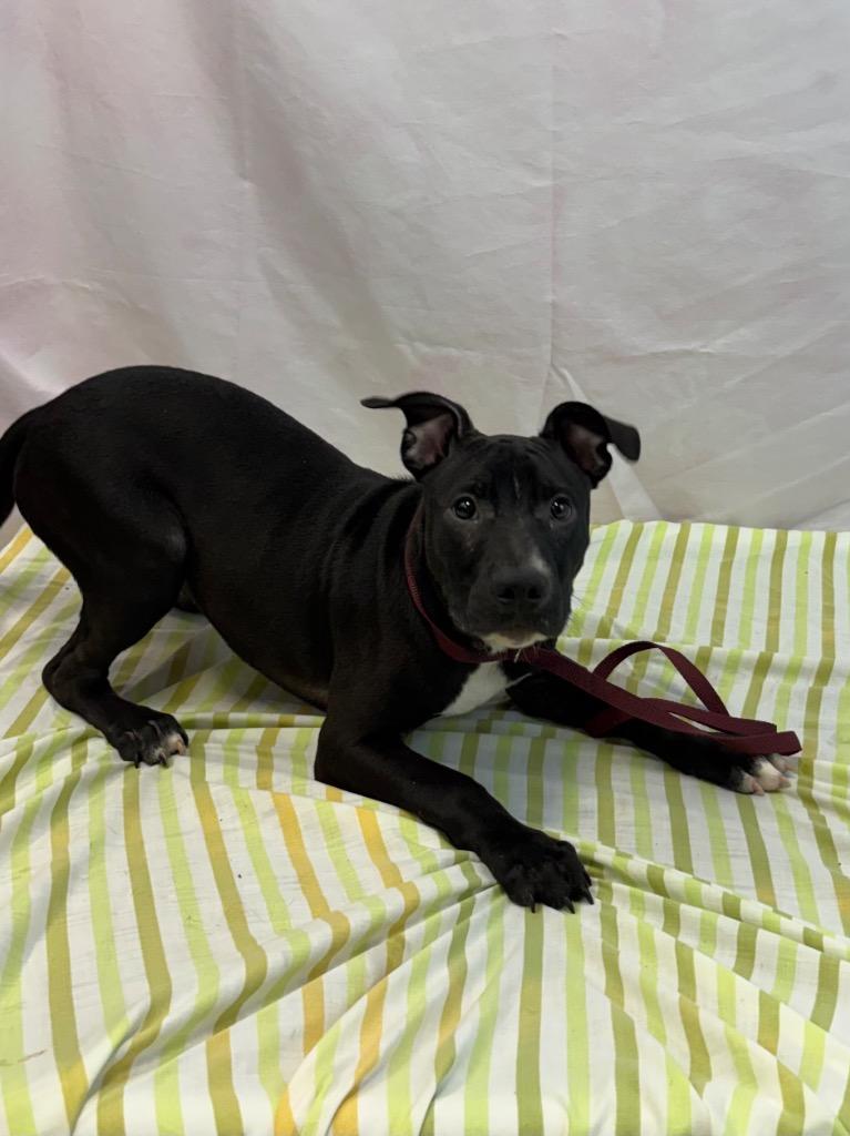 Enlarge Little Ben, a Adoptable Pit Bull Terrier in Nacogdoches, TX image 4/4