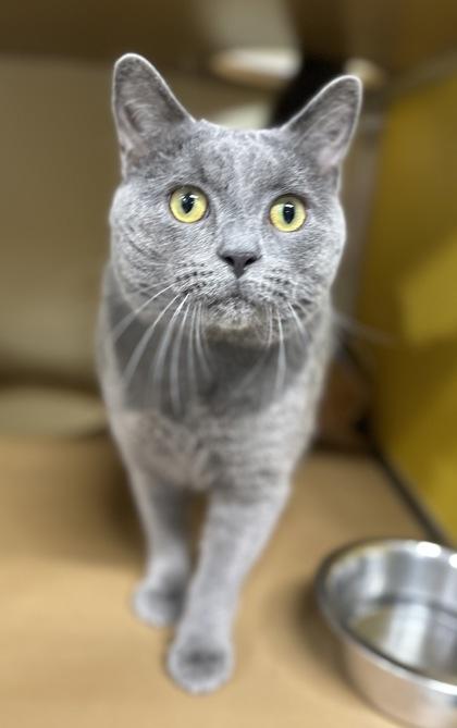 Enlarge Kodiak OF52, a Adoptable Domestic Short Hair in Clarks Summit, PA image 1/2