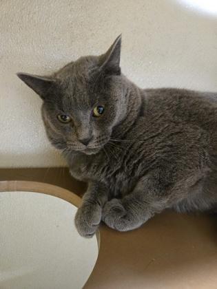 Kodiak OF52, Adoptable, Adult Male Domestic Short Hair & Domestic Short Hair.