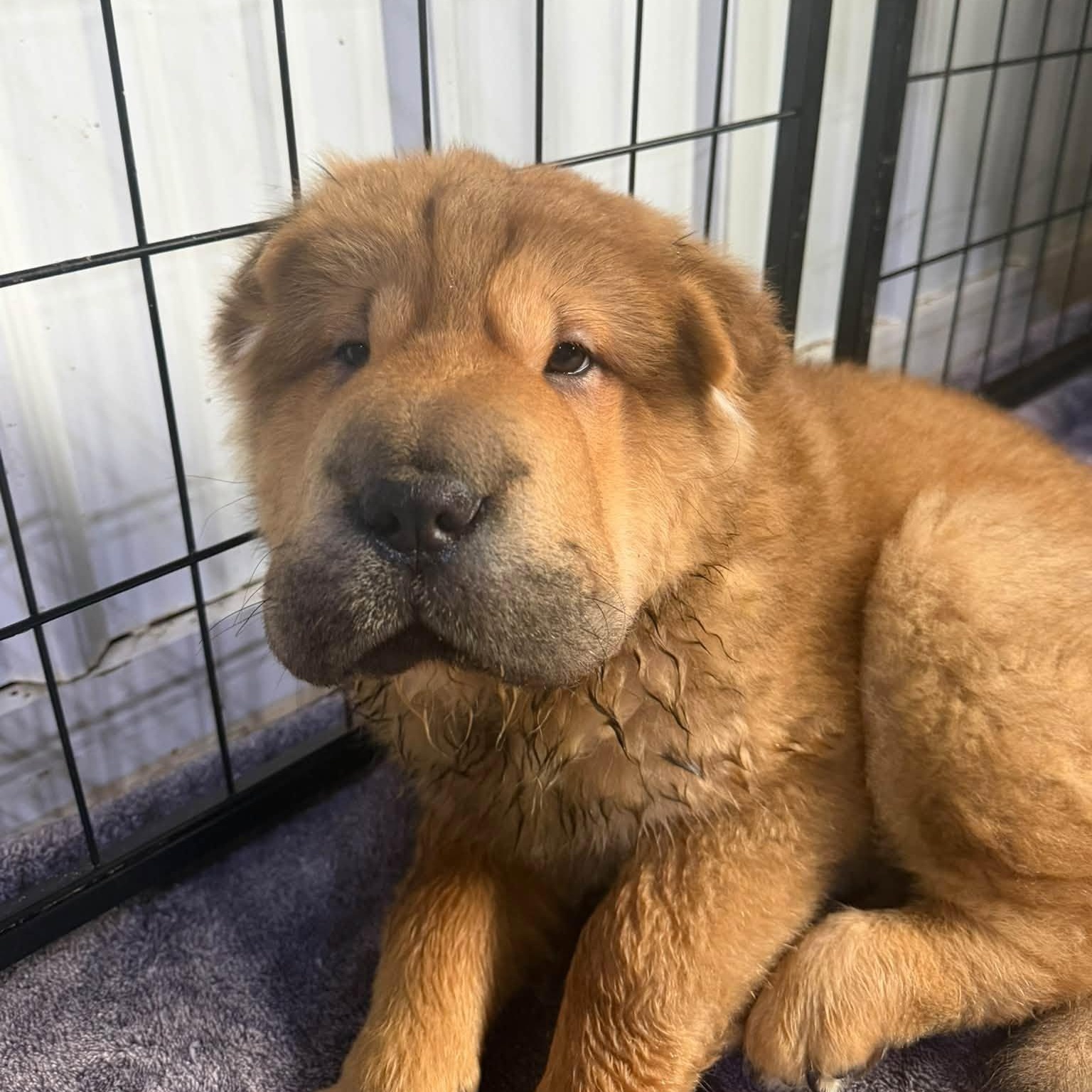 Louie photo
