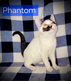 Enlarge Phantom, a Adopted Domestic Short Hair in Pleasanton, TX image 1/2