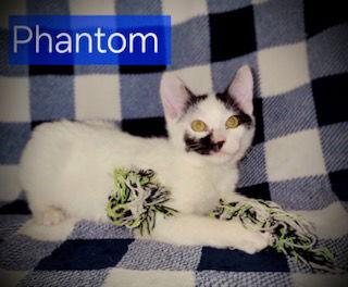 Enlarge Phantom, a Adopted Domestic Short Hair in Pleasanton, TX image 2/2