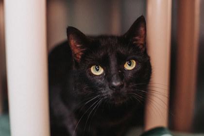 3498B Tofu- Pounce Cat Cafe, Adoptable, Kitten Female Domestic Short Hair & Domestic Short Hair.