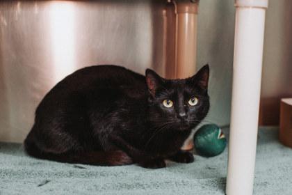 Enlarge 3498B Tofu- Pounce Cat Cafe, a Adoptable mixed breed in North Charleston, SC image 2/3