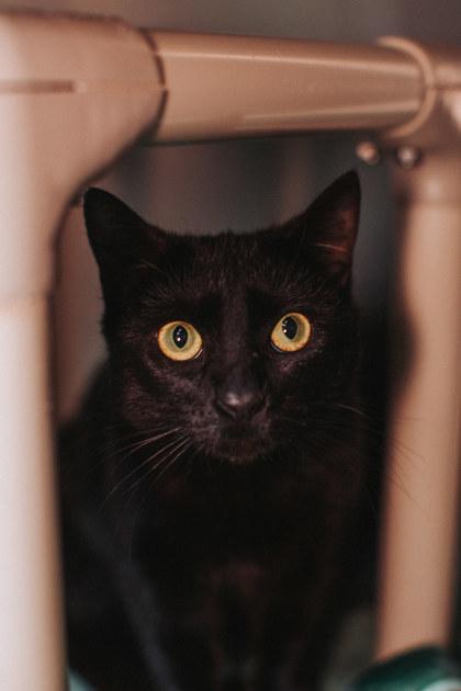 Enlarge 3498B Tofu- Pounce Cat Cafe, a Adoptable mixed breed in North Charleston, SC image 3/3