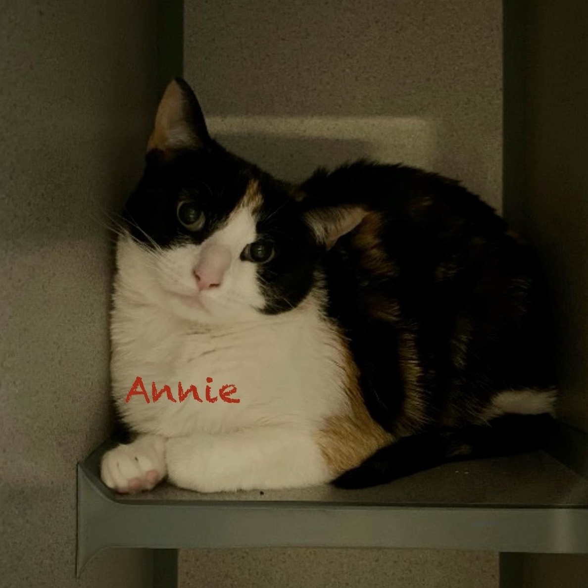 Annie Leibovitz, an adoptable Calico in Palatine, IL image 3/3