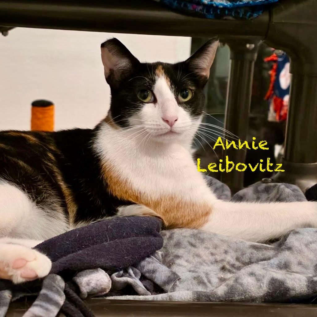 Annie Leibovitz, an adoptable Calico in Palatine, IL image 2/3