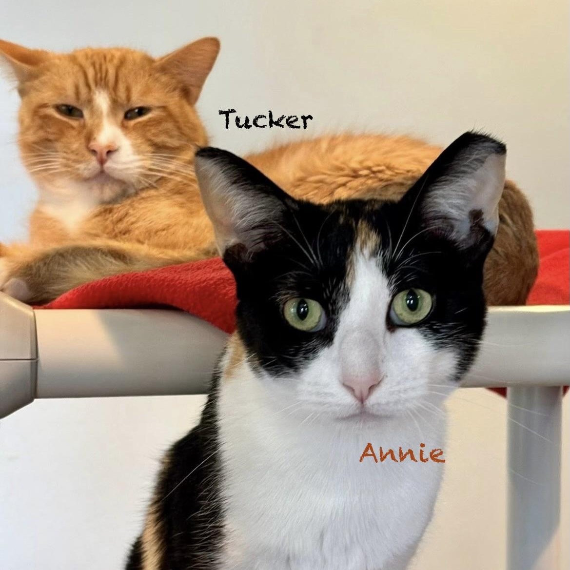 Annie Leibovitz, adoptable, Adult Female Calico.