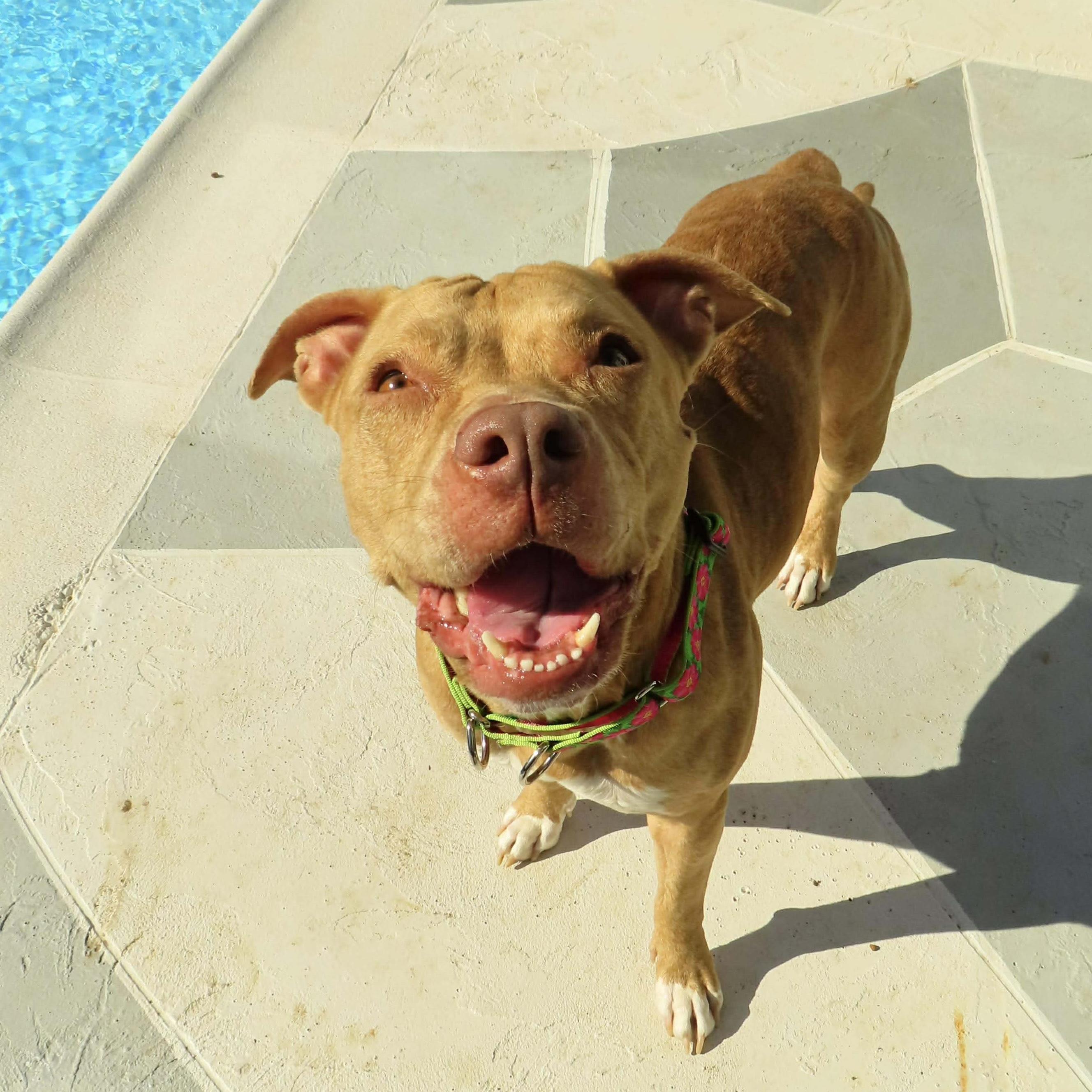 Royal, ADOPTABLE, Adult Female Pit Bull Terrier & American Staffordshire Terrier.