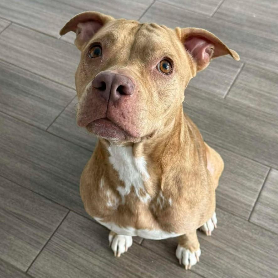 Royal, a ADOPTABLE mixed breed in Houston, TX image 1/2