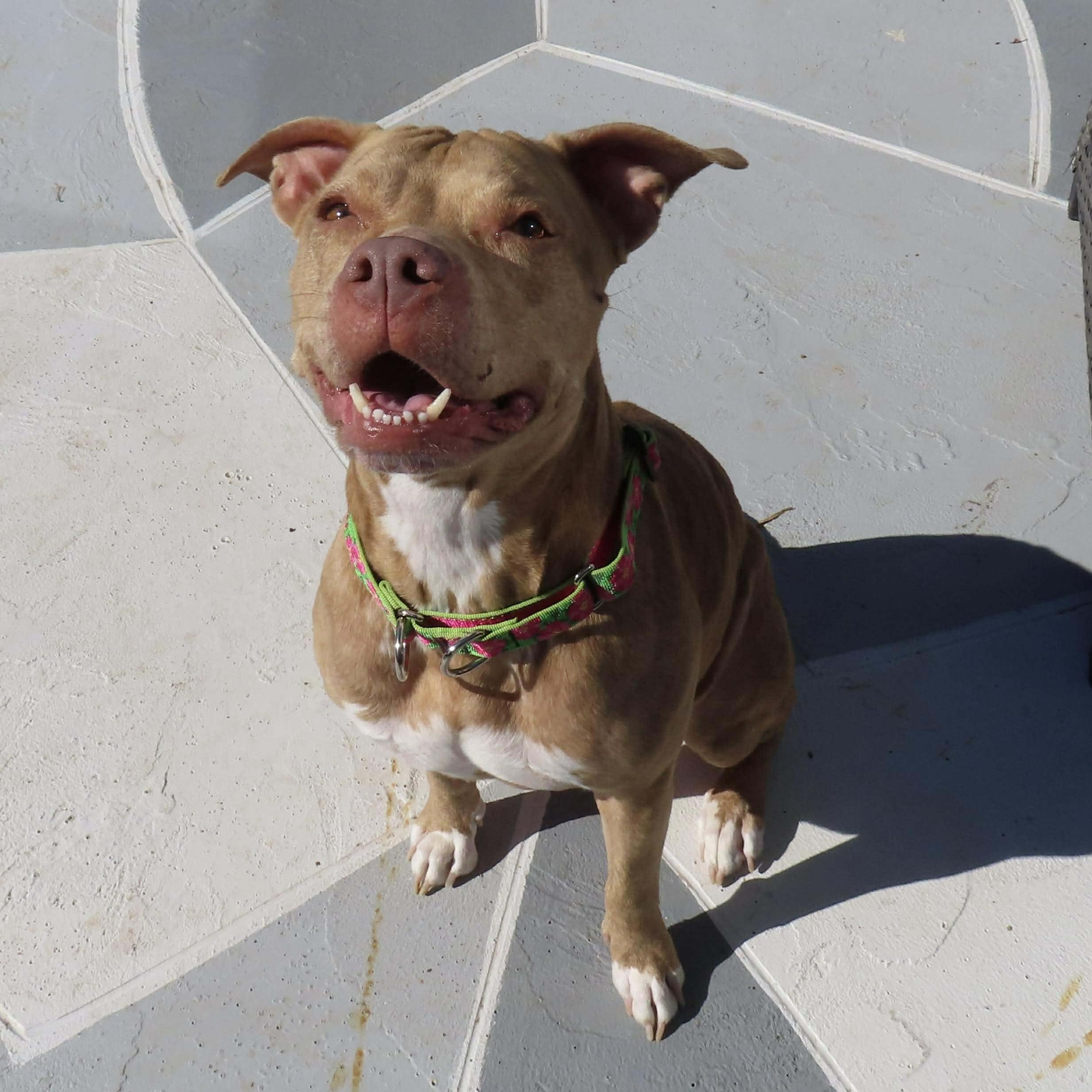 Royal, a ADOPTABLE mixed breed in Houston, TX image 3/5