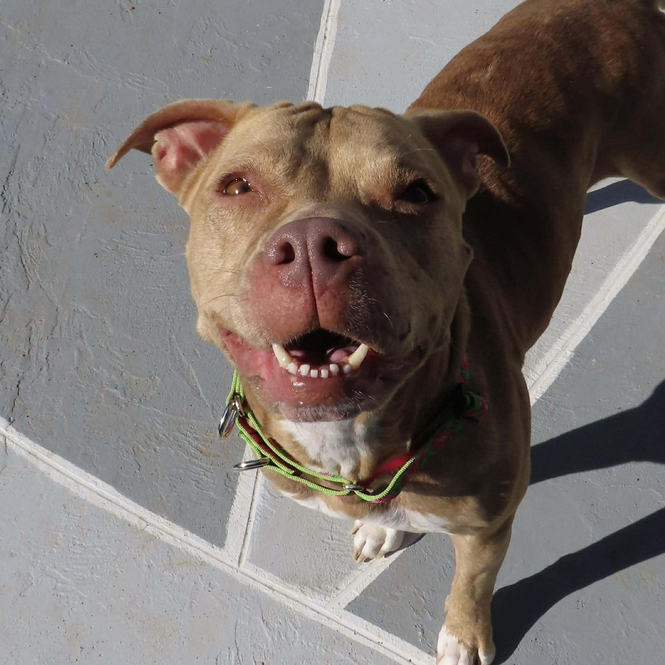 Royal, a ADOPTABLE mixed breed in Houston, TX image 2/5